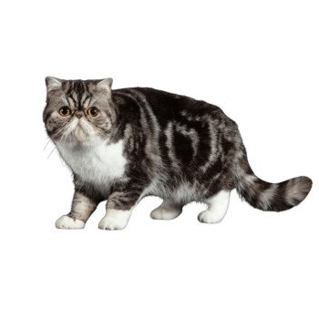 chat Exotic Shorthair black silver blotched tabby bicolor Trija Chatterie Peekaboo