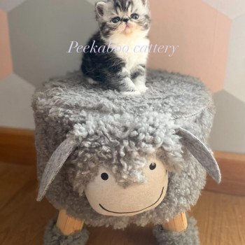 chaton Exotic Shorthair black silver blotched tabby bicolor Chatterie Peekaboo