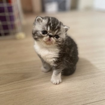 chaton Exotic Shorthair black silver blotched tabby bicolor Chatterie Peekaboo