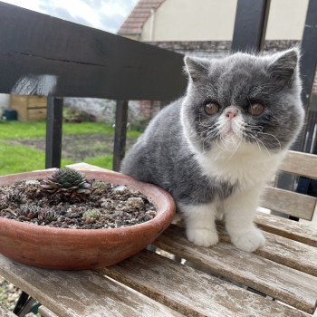chaton Exotic Shorthair blue bicolor Thelma Chatterie Peekaboo