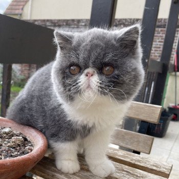 chaton Exotic Shorthair blue bicolor Thelma Chatterie Peekaboo
