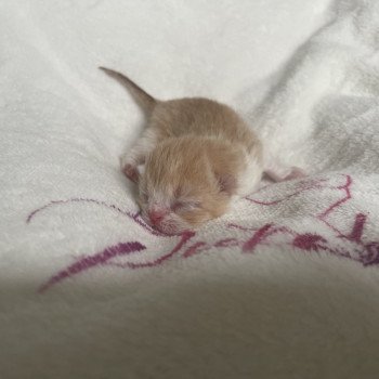 chaton Exotic Shorthair red & blanc Chatterie Peekaboo