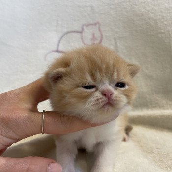 chaton Exotic Shorthair red & blanc Woody Chatterie Peekaboo