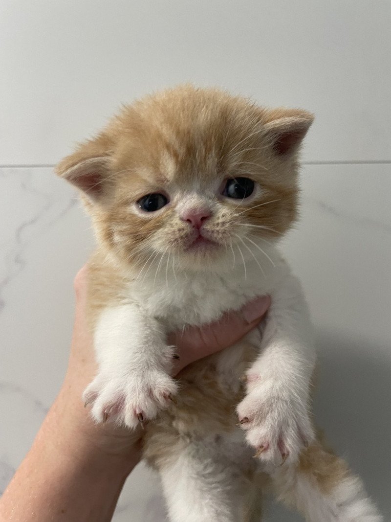 Peekaboo Woody Mâle Exotic Shorthair