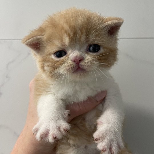 Peekaboo Woody Mâle Exotic Shorthair