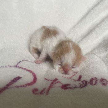 chaton Exotic Shorthair red & blanc arlequin Chatterie Peekaboo