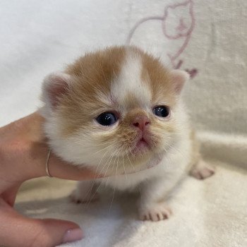 chaton Exotic Shorthair red & blanc arlequin Chatterie Peekaboo