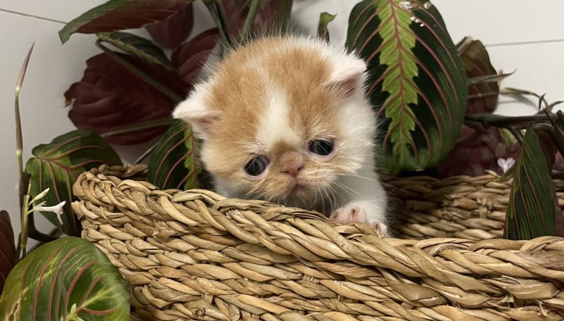 Peekaboo Peekaboo Wall.E Mâle Exotic Shorthair