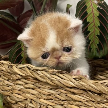 chaton Exotic Shorthair red & blanc arlequin Peekaboo Wall.E Chatterie Peekaboo