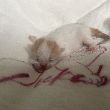 chaton Exotic Shorthair red & blanc van Chatterie Peekaboo