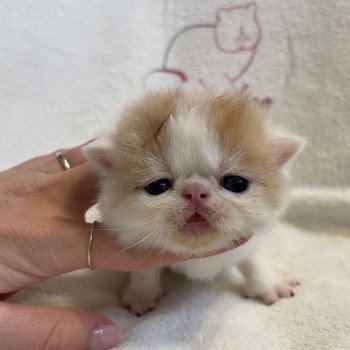 chaton Exotic Shorthair red & blanc van Chatterie Peekaboo