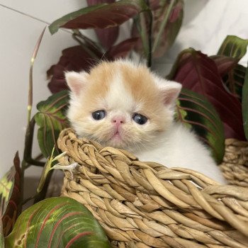 chaton Exotic Shorthair red & blanc van Peekaboo Yoshi red Chatterie Peekaboo