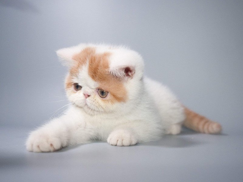 Peekaboo Peekaboo Yoshi red Mâle Exotic Shorthair