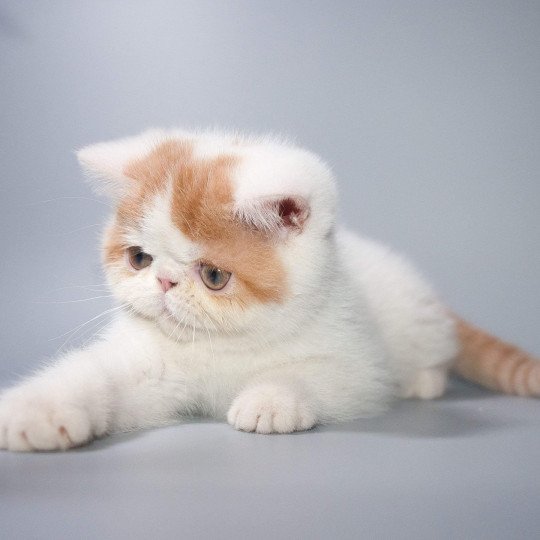 Peekaboo Peekaboo Yoshi red Mâle Exotic Shorthair