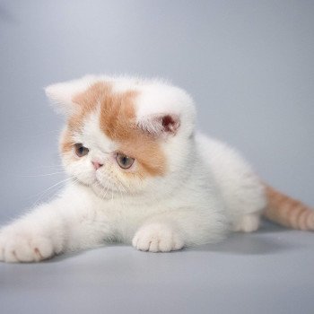 chaton Exotic Shorthair red & blanc van Peekaboo Yoshi red Chatterie Peekaboo