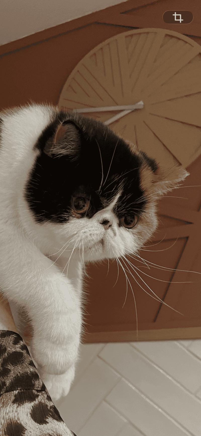 Peekaboo Zelda Twilight princess Femelle Exotic Shorthair
