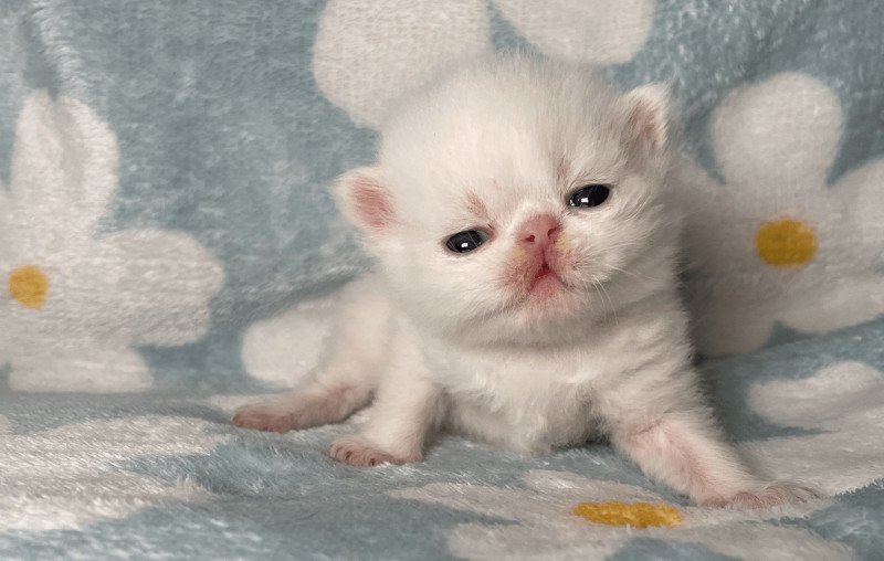 2e chaton (Portée Unicorn Black Hole ❤ Zéphyr mechta 2025) - Mâle white Male blanc yeux or, exo Mâle Exotic Shorthair 2e chaton (Portée Unicorn Black Hole ❤ Zéphyr mechta 2025) - Mâle white Male blanc yeux or, exo Mâle Exotic Shorthair