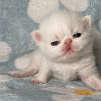 chaton Exotic Shorthair white Chatterie Peekaboo chaton Exotic Shorthair white Chatterie Peekaboo