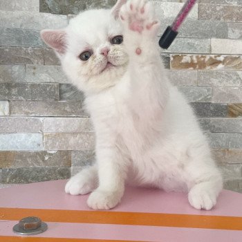 chaton Exotic Shorthair white Chatterie Peekaboo chaton Exotic Shorthair white Chatterie Peekaboo