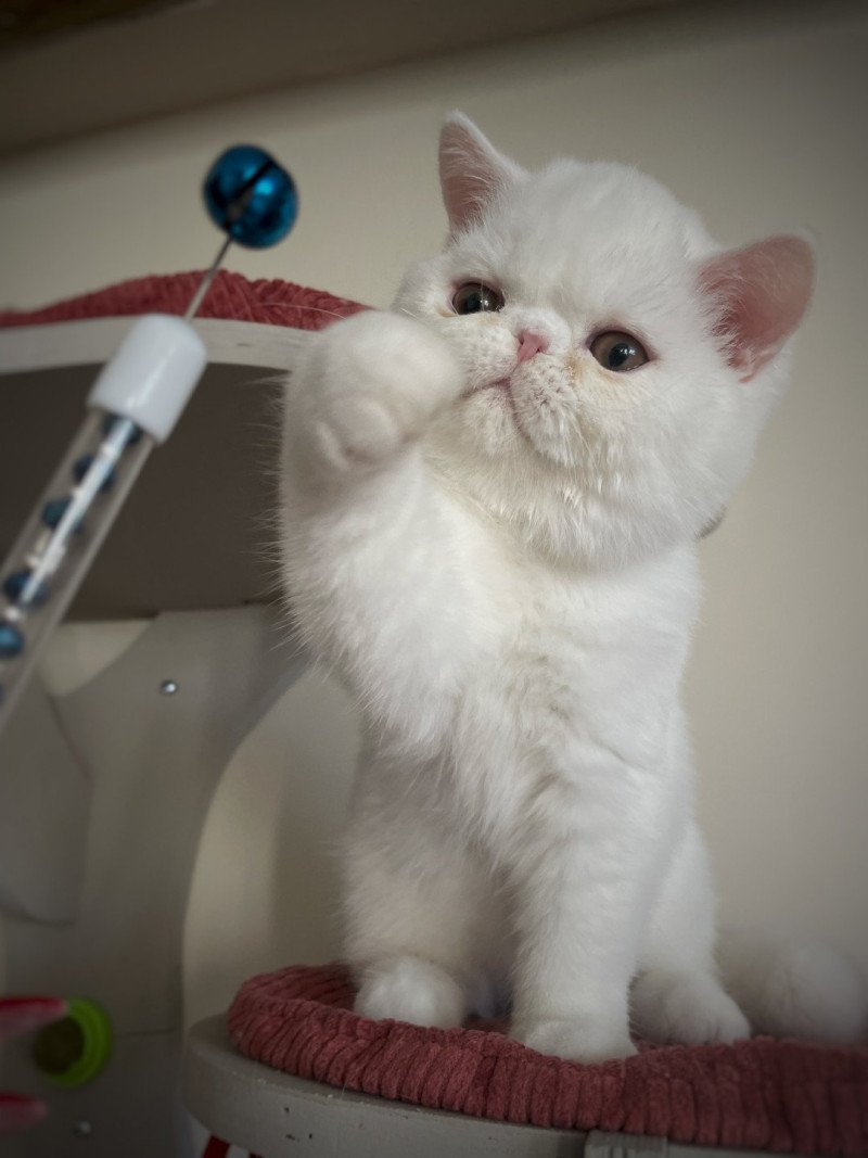 Peekaboo Peekaboo A Milky Way Mâle Exotic Shorthair Peekaboo Peekaboo A Milky Way Mâle Exotic Shorthair