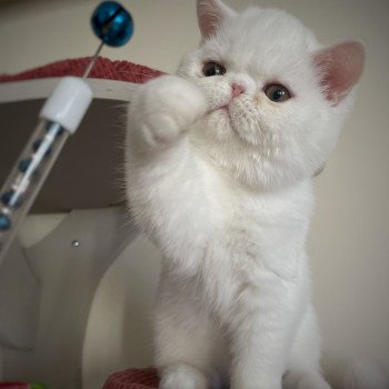 chaton Exotic Shorthair white Peekaboo A Milky Way Chatterie Peekaboo chaton Exotic Shorthair white Peekaboo A Milky Way Chatterie Peekaboo
