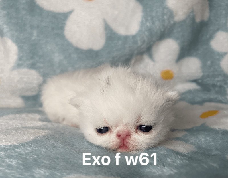 3e chaton (Portée Unicorn Black Hole ❤ Zéphyr mechta 2025) - Femelle white Blanche yeux vairon Femelle Exotic Shorthair 3e chaton (Portée Unicorn Black Hole ❤ Zéphyr mechta 2025) - Femelle white Blanche yeux vairon Femelle Exotic Shorthair
