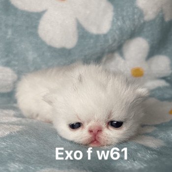 chaton Exotic Shorthair white Chatterie Peekaboo chaton Exotic Shorthair white Chatterie Peekaboo