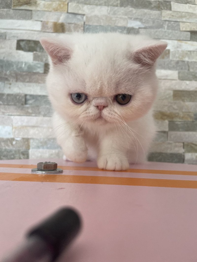 Peekaboo Peekaboo All you need is love Femelle Exotic Shorthair