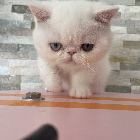 Peekaboo Peekaboo All you need is love Femelle Exotic Shorthair