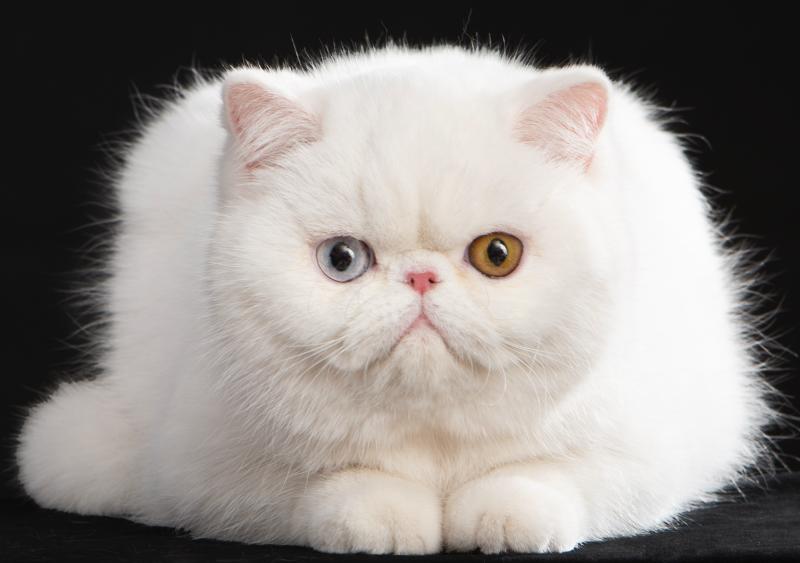 Peekaboo All you need is love Femelle Exotic Shorthair