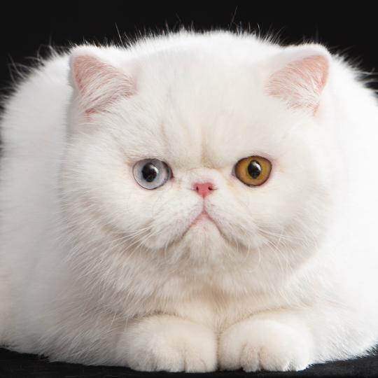 Peekaboo Peekaboo All you need is love Femelle Exotic Shorthair