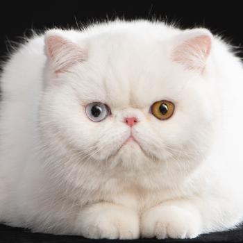 chaton Exotic Shorthair white Peekaboo All you need is love Chatterie Peekaboo