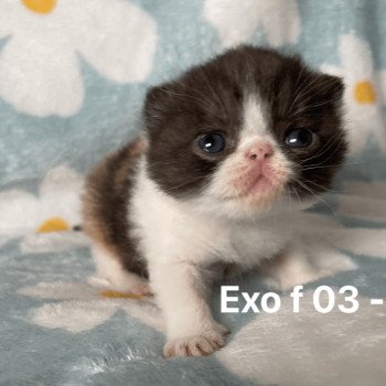 chaton Exotic Shorthair black tortie bicolor Chatterie Peekaboo chaton Exotic Shorthair black tortie bicolor Chatterie Peekaboo