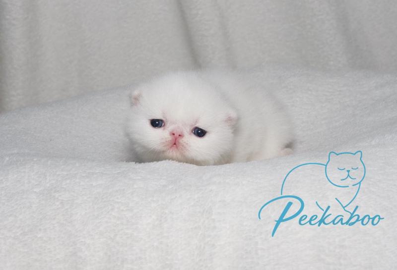 Peekaboo Buzz l'éclair Mâle Exotic Shorthair