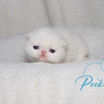 chaton Exotic Shorthair white Chatterie Peekaboo