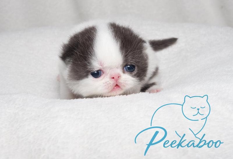 Peekaboo Bumblebee Mâle Exotic Shorthair
