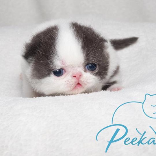 Peekaboo Bumblebee Mâle Exotic Shorthair