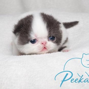 chaton Exotic Shorthair black & blanc arlequin Chatterie Peekaboo