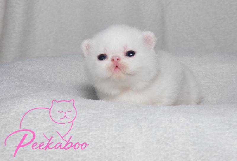 Peekaboo Bouh Femelle Exotic Shorthair