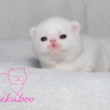 chaton Exotic Shorthair white Chatterie Peekaboo