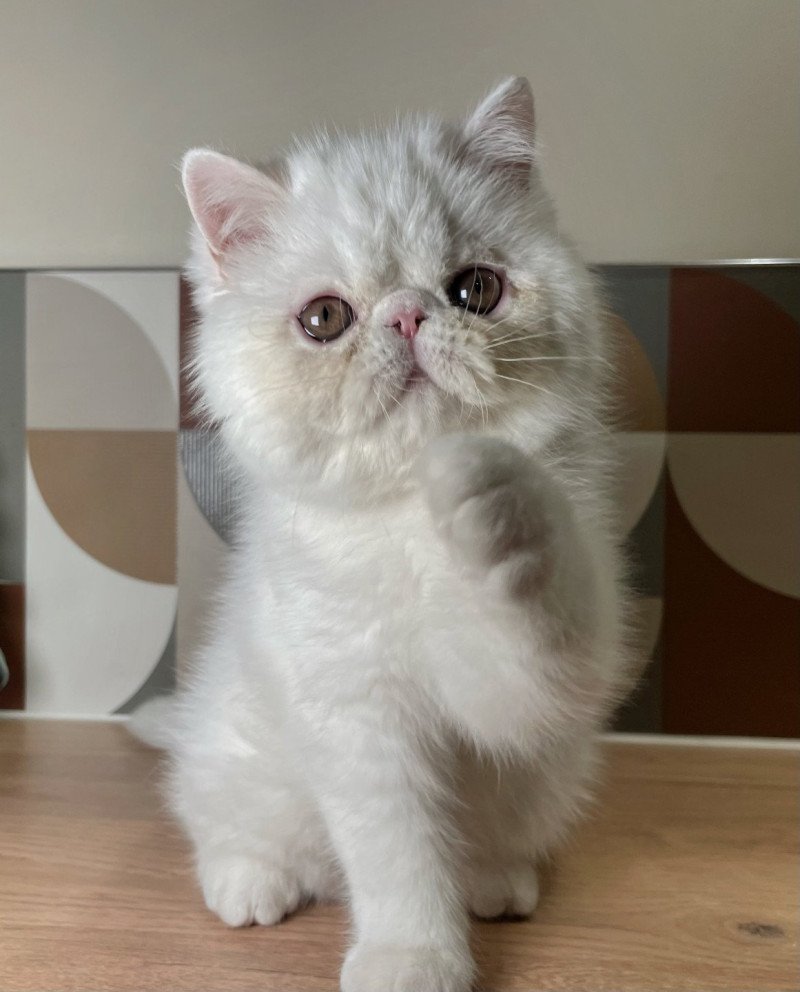 Peekaboo PEEKABOO AMARETTO BIANCO Mâle Exotic Shorthair