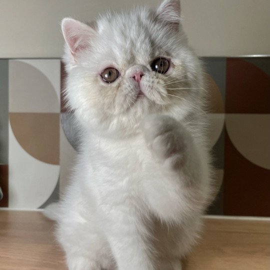 Peekaboo PEEKABOO AMARETTO BIANCO Mâle Exotic Shorthair