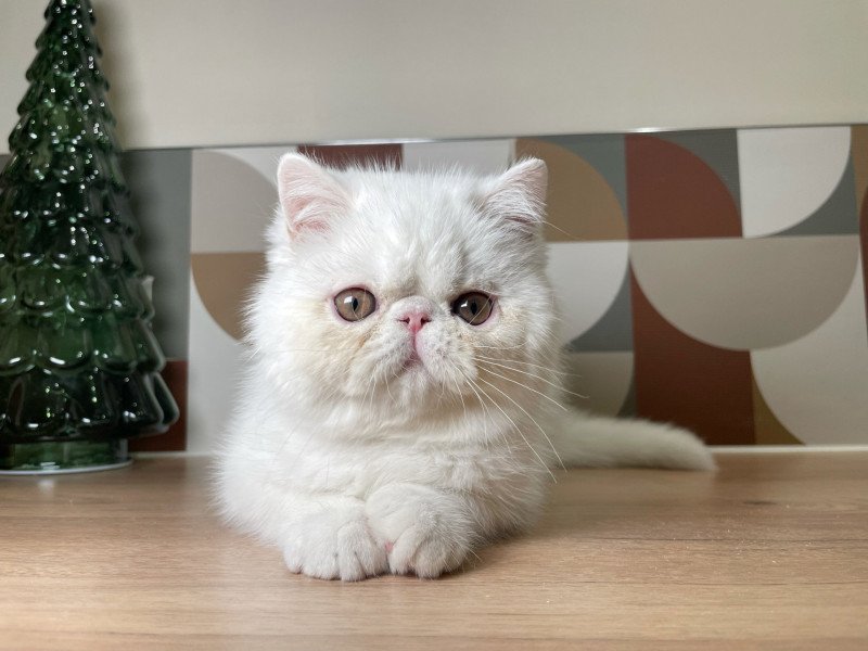 Peekaboo PEEKABOO AMORINO COCO Mâle Exotic Shorthair