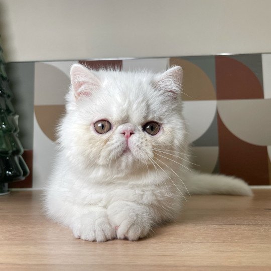 Peekaboo PEEKABOO AMORINO COCO Mâle Exotic Shorthair