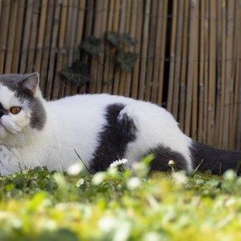 Ragnarok Mâle Exotic Shorthair