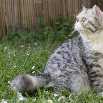 chat Exotic Shorthair black silver spotted tabby Raina Chatterie Peekaboo