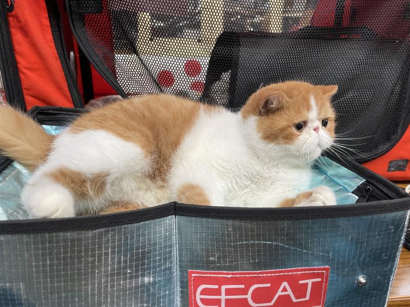Uslada Mechta*RU Femelle Exotic Shorthair