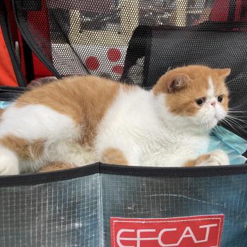 chat Exotic Shorthair red bicolor Uslada Chatterie Peekaboo