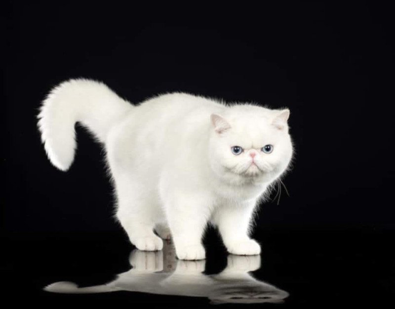 Zéphyr Mâle Exotic Shorthair Zéphyr Mâle Exotic Shorthair