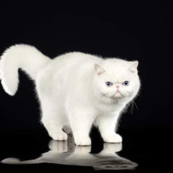 chat Exotic Shorthair white Zéphyr mechta Chatterie Peekaboo chat Exotic Shorthair white Zéphyr mechta Chatterie Peekaboo